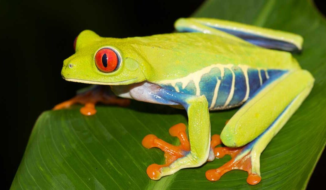 Agalychnis callidryas