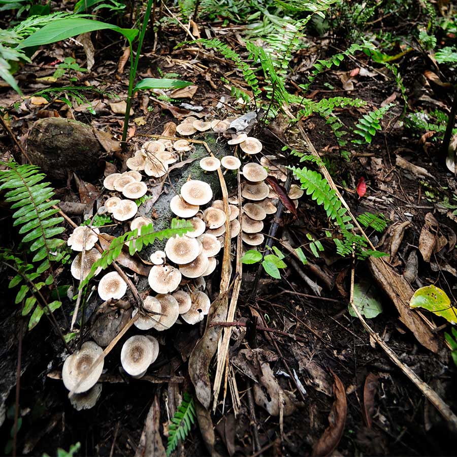 Chuckwalla (Sauromalus ater)