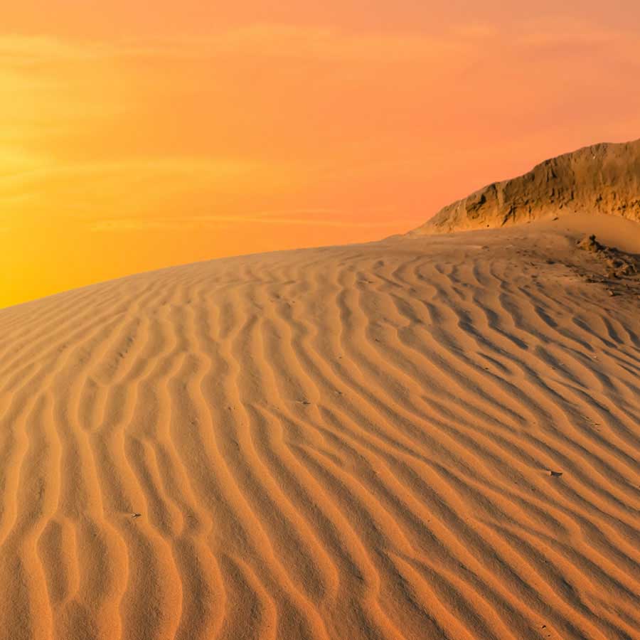 Chuckwalla (Sauromalus ater)