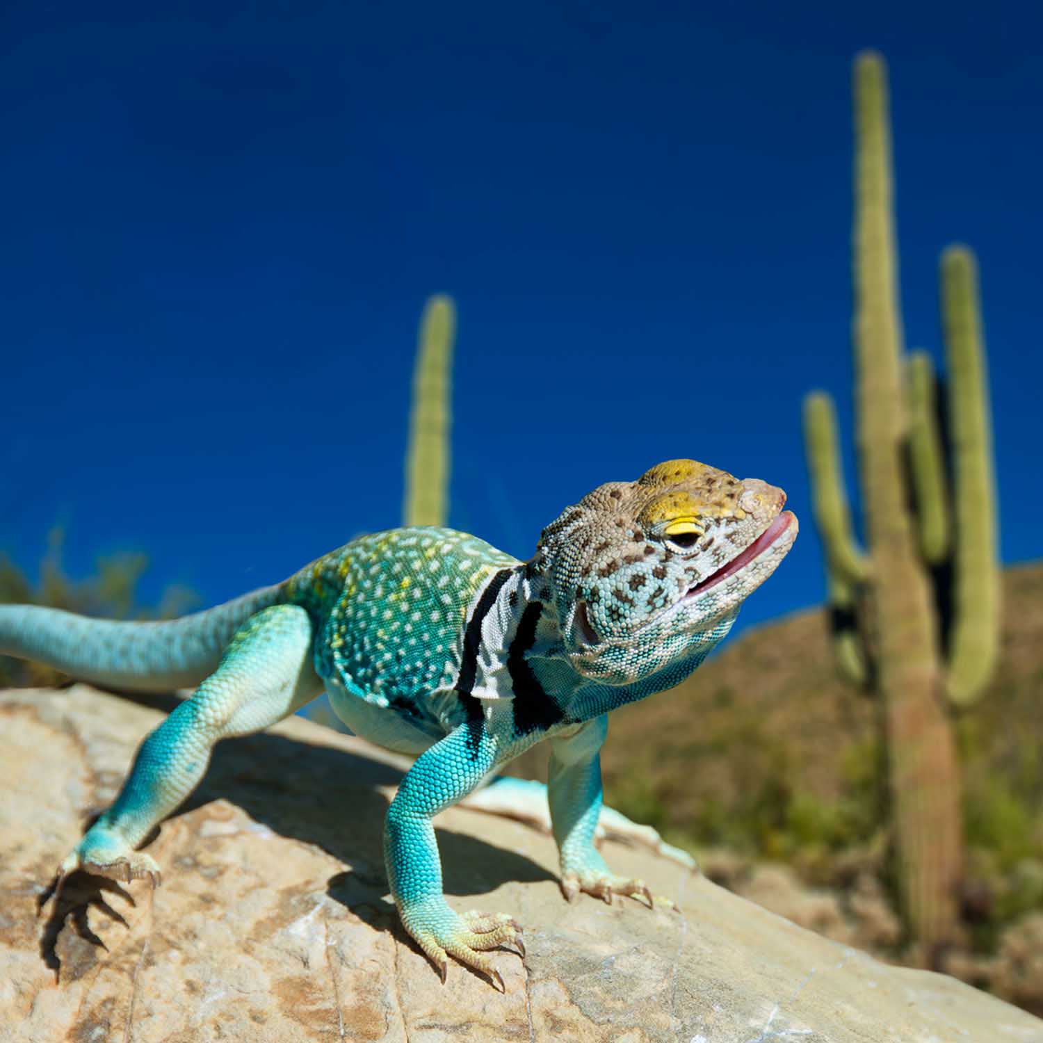 Chuckwalla (Sauromalus ater)