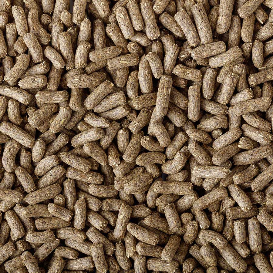 Chuckwalla (Sauromalus ater)