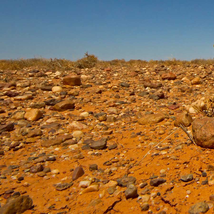 Chuckwalla (Sauromalus ater)