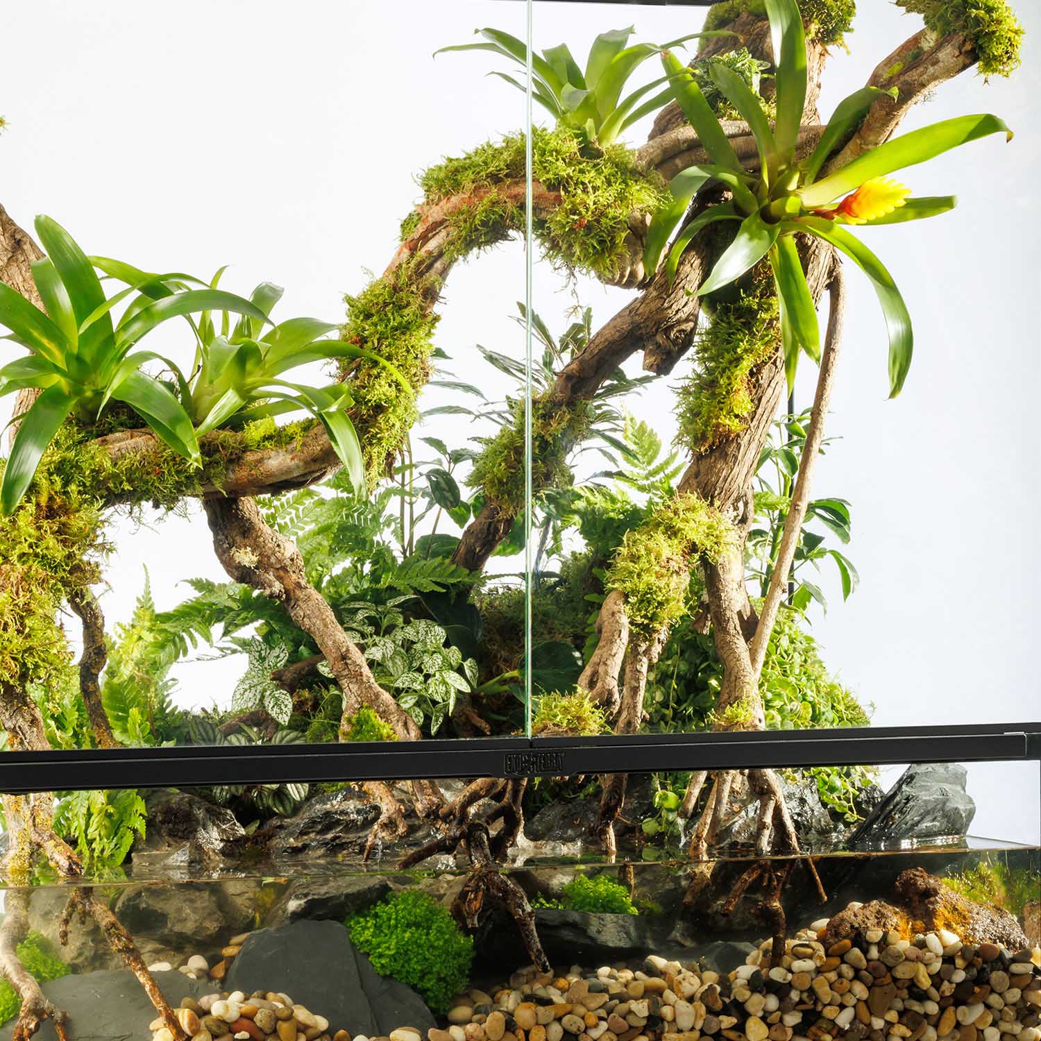 Chuckwalla (Sauromalus ater)