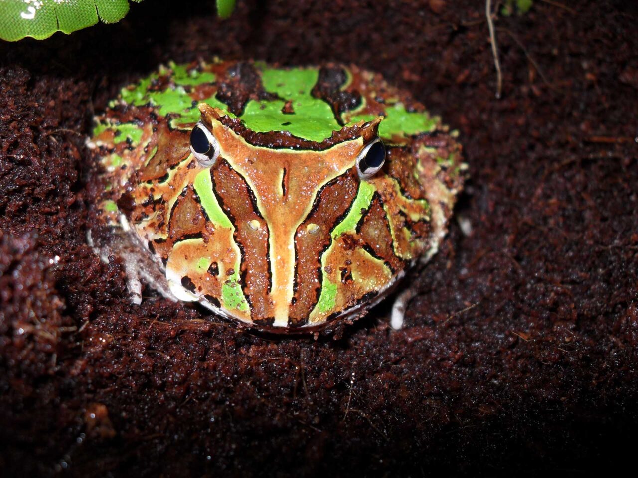 Ornate Horned Frog