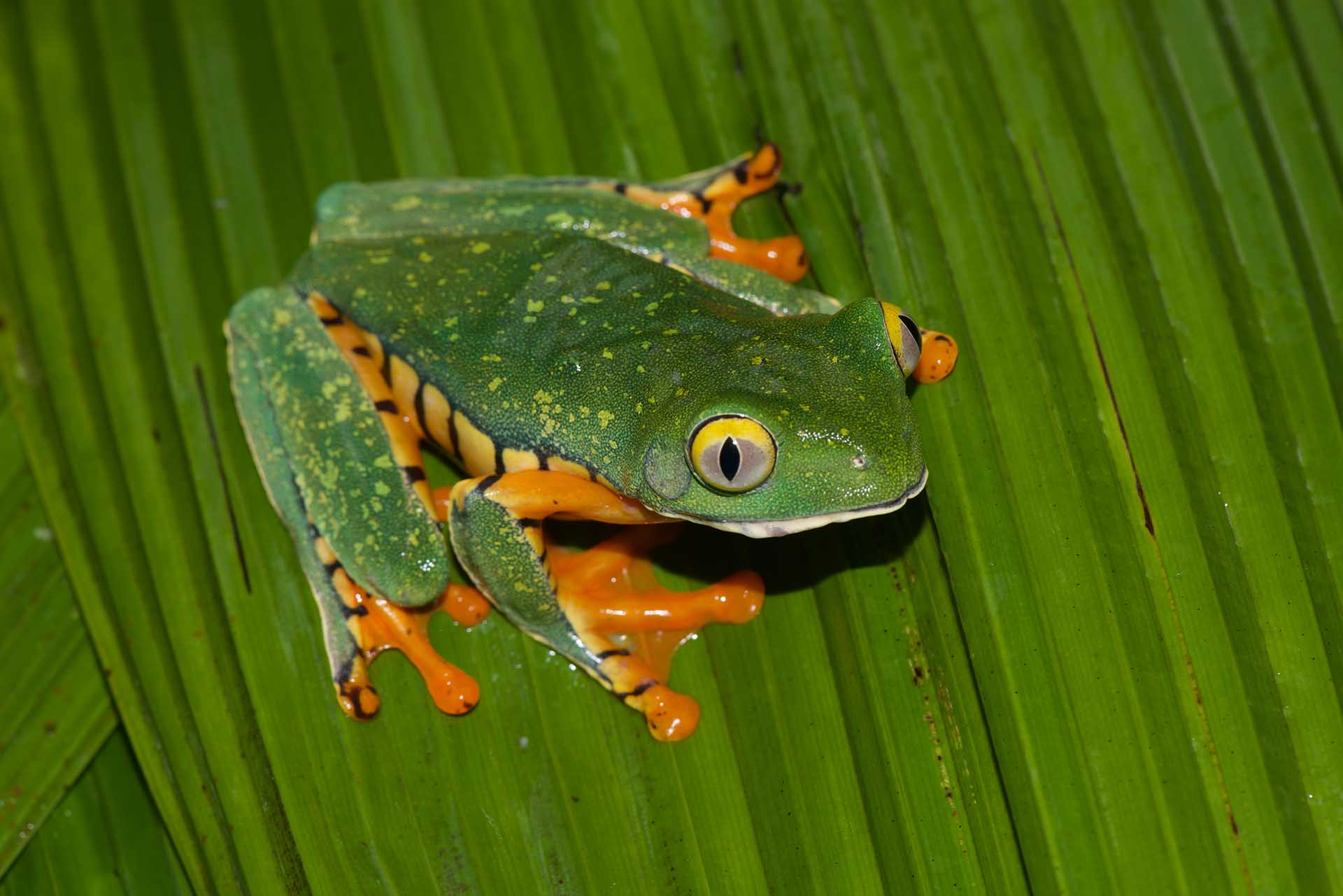 Dendrobates auratus