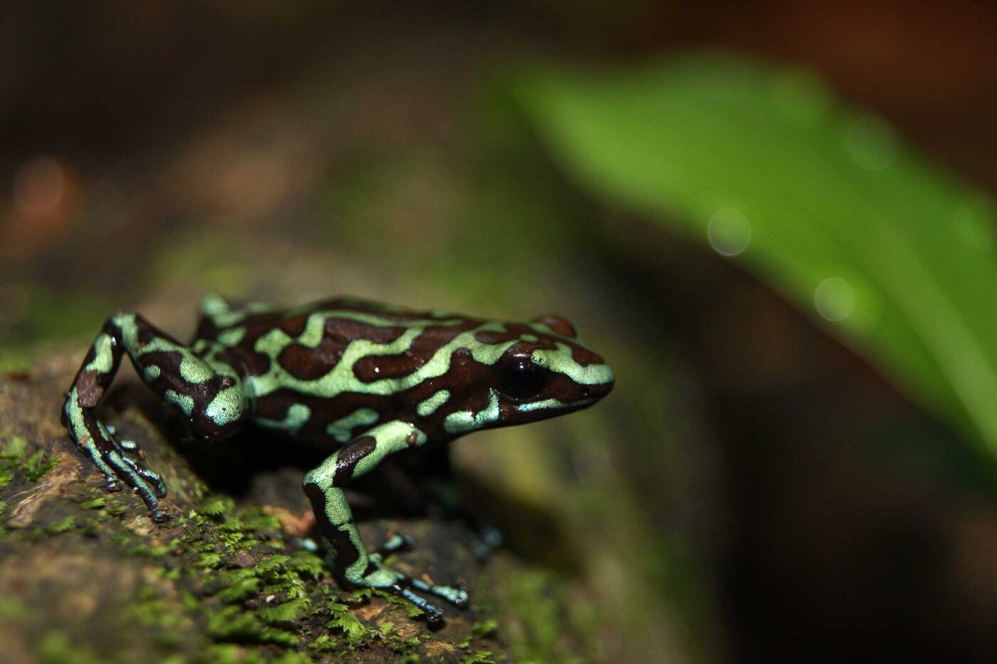 Black Green Poison Dart frog