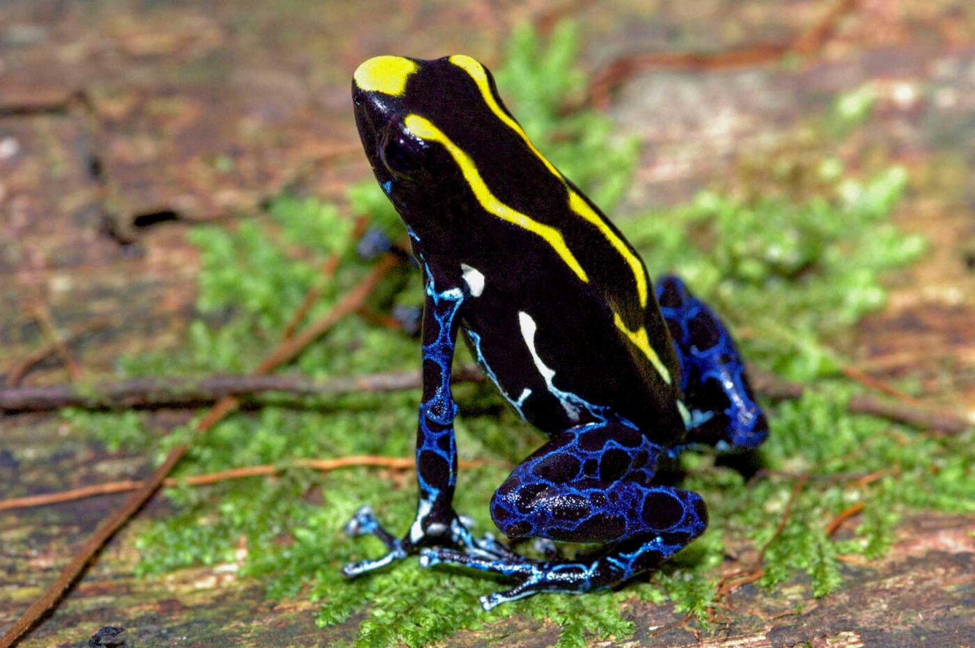 Dendrobates tinctorius Tumucumaque Dendrobates tinctorius \"Tumucumaque - Peacock\u201d care guide