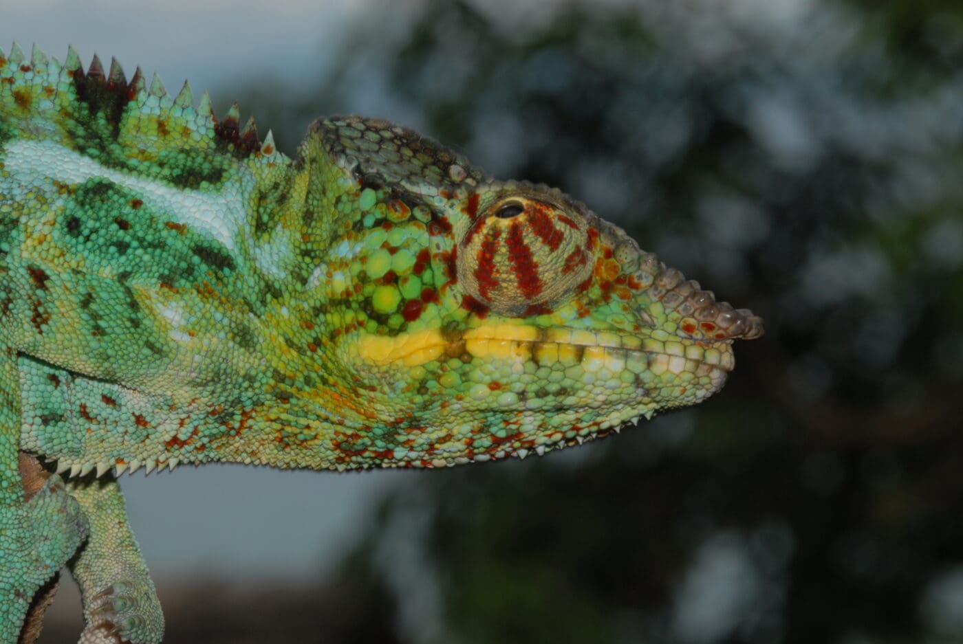 Furcifer pardalis