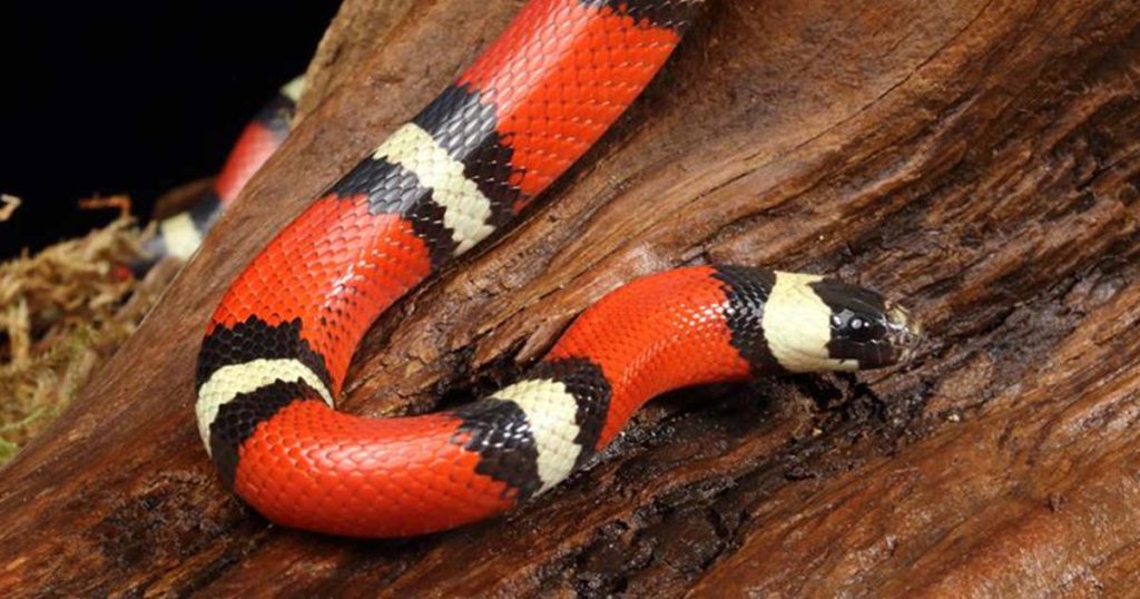 Lampropeltis triangulum