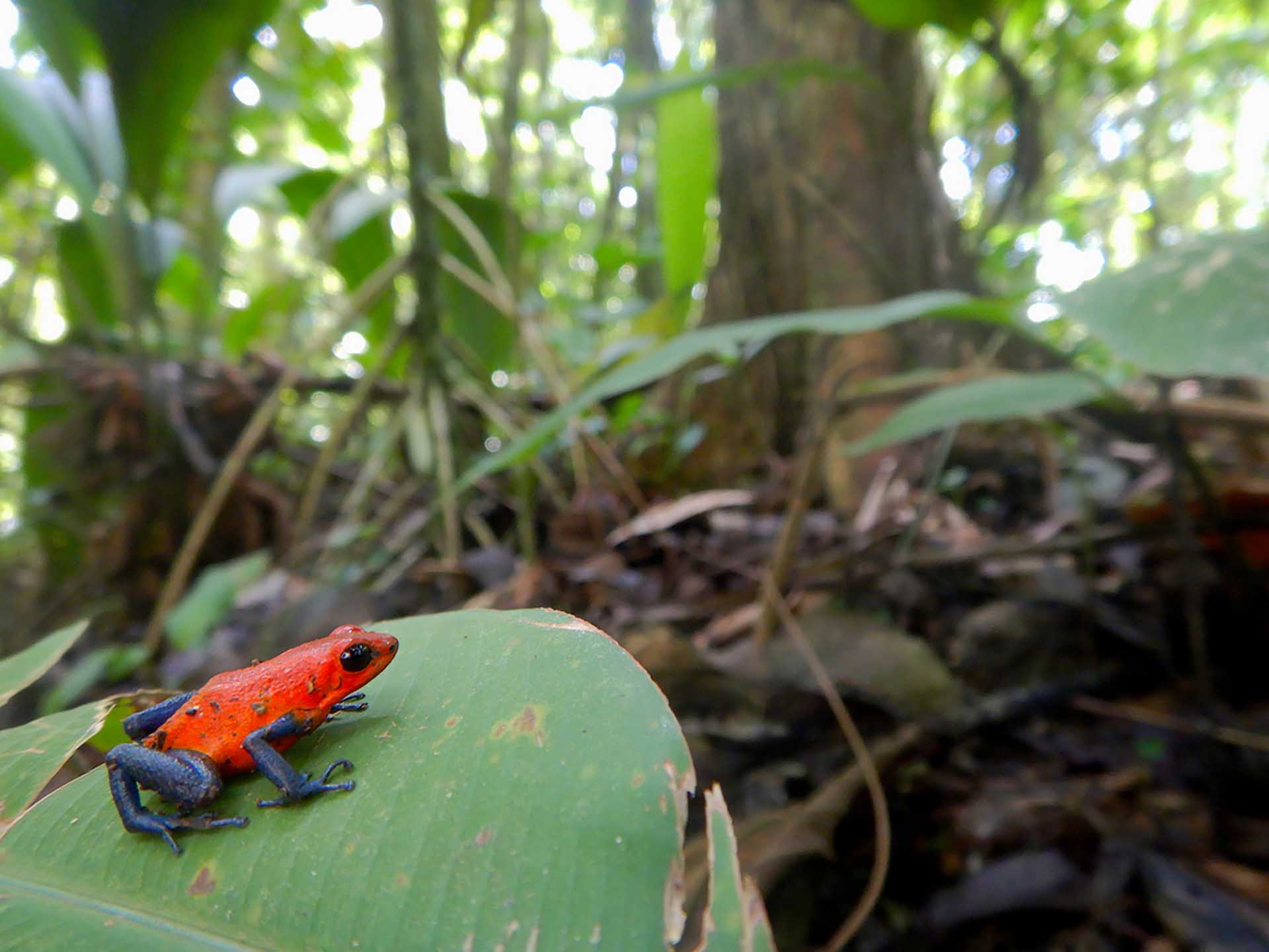 Oophaga pumilio