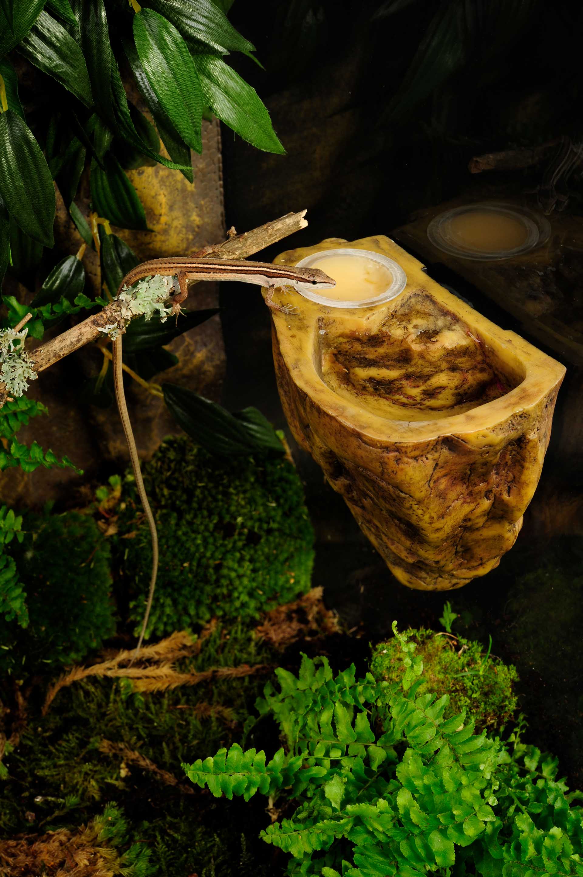 Takydromus sexlineatus