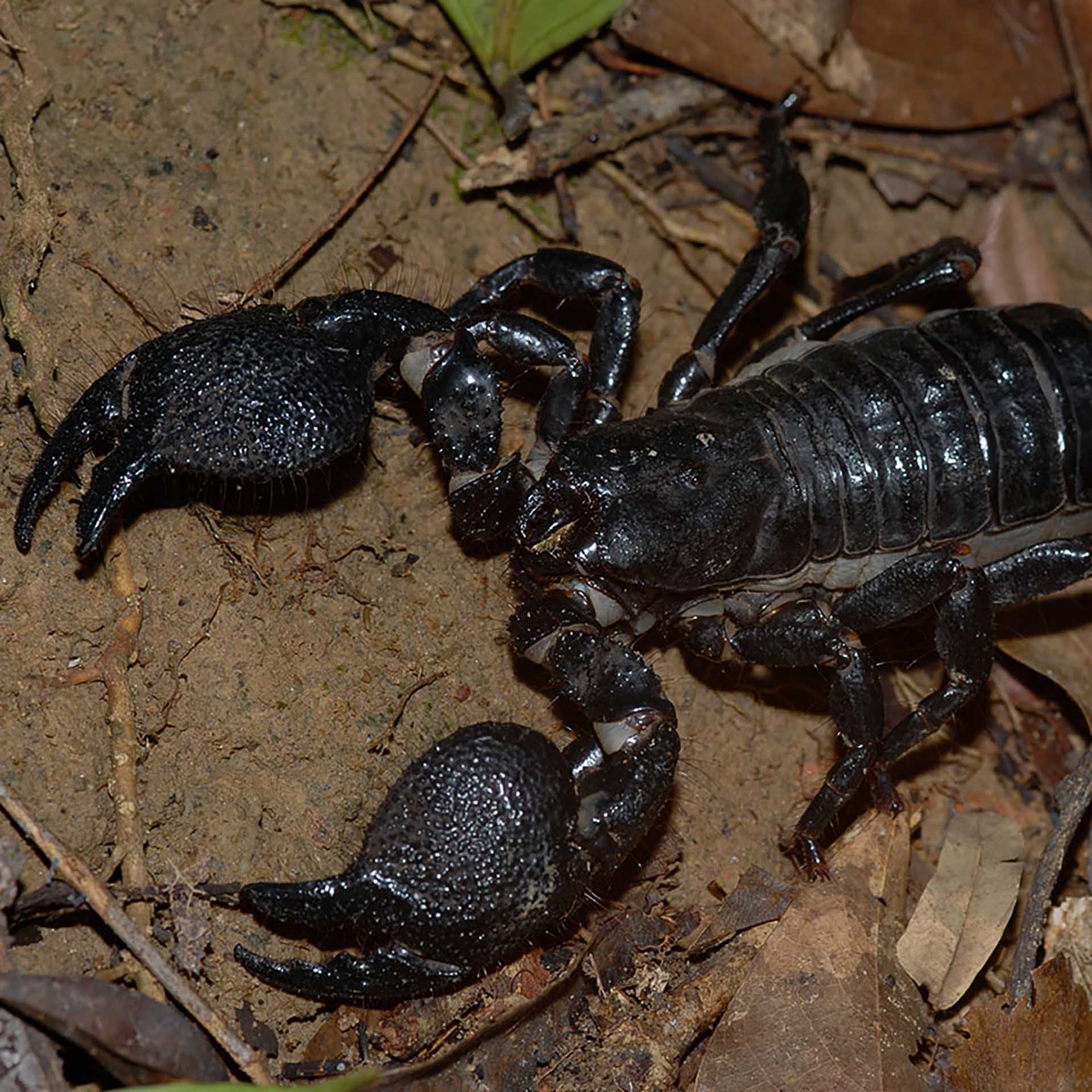 Chuckwalla (Sauromalus ater)