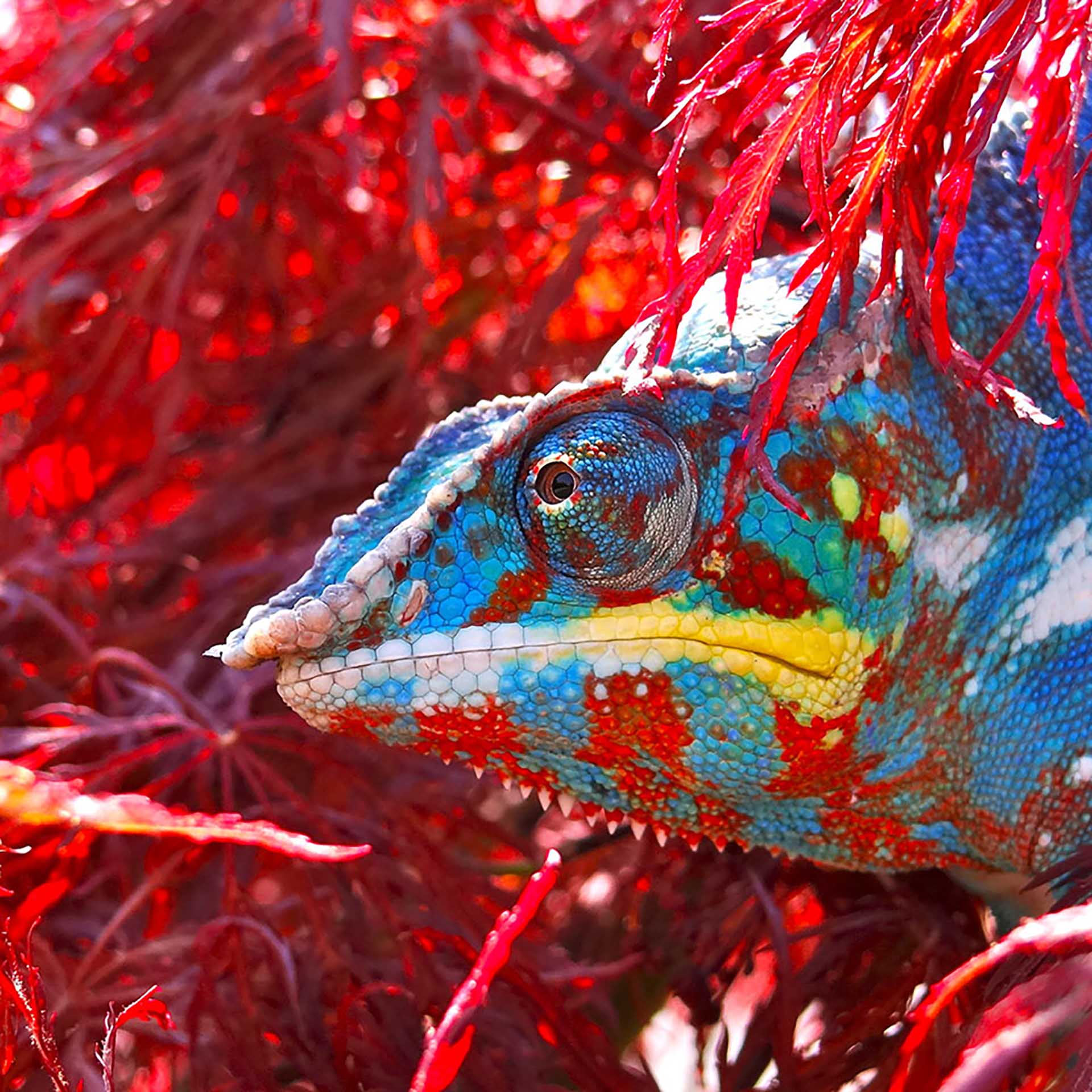 Chuckwalla (Sauromalus ater)