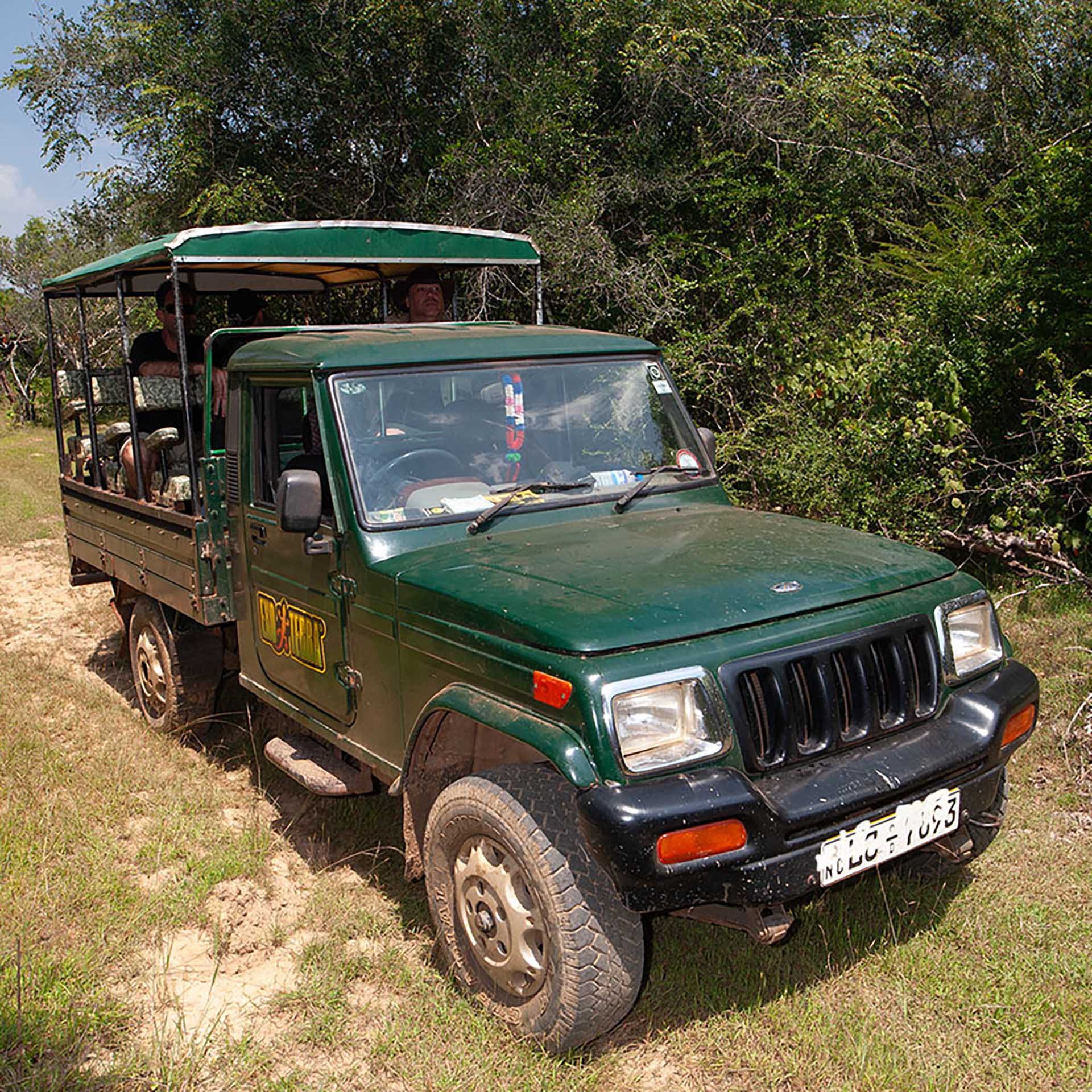 Chuckwalla (Sauromalus ater)