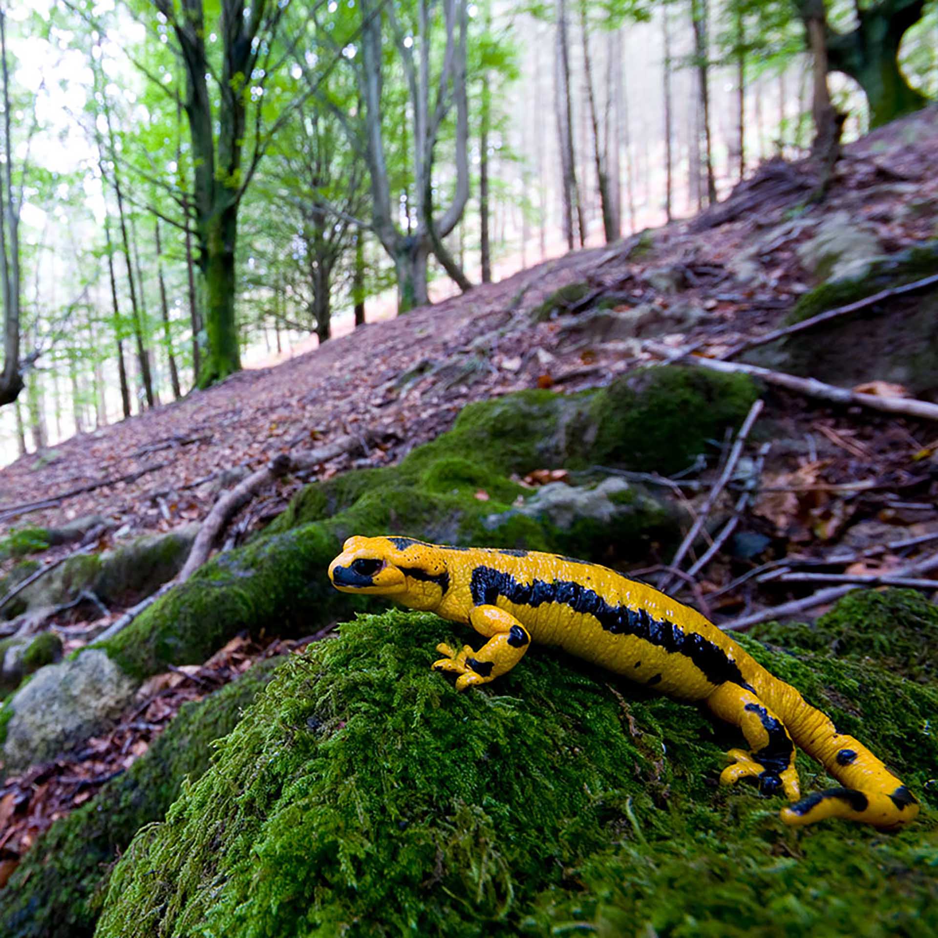 Chuckwalla (Sauromalus ater)