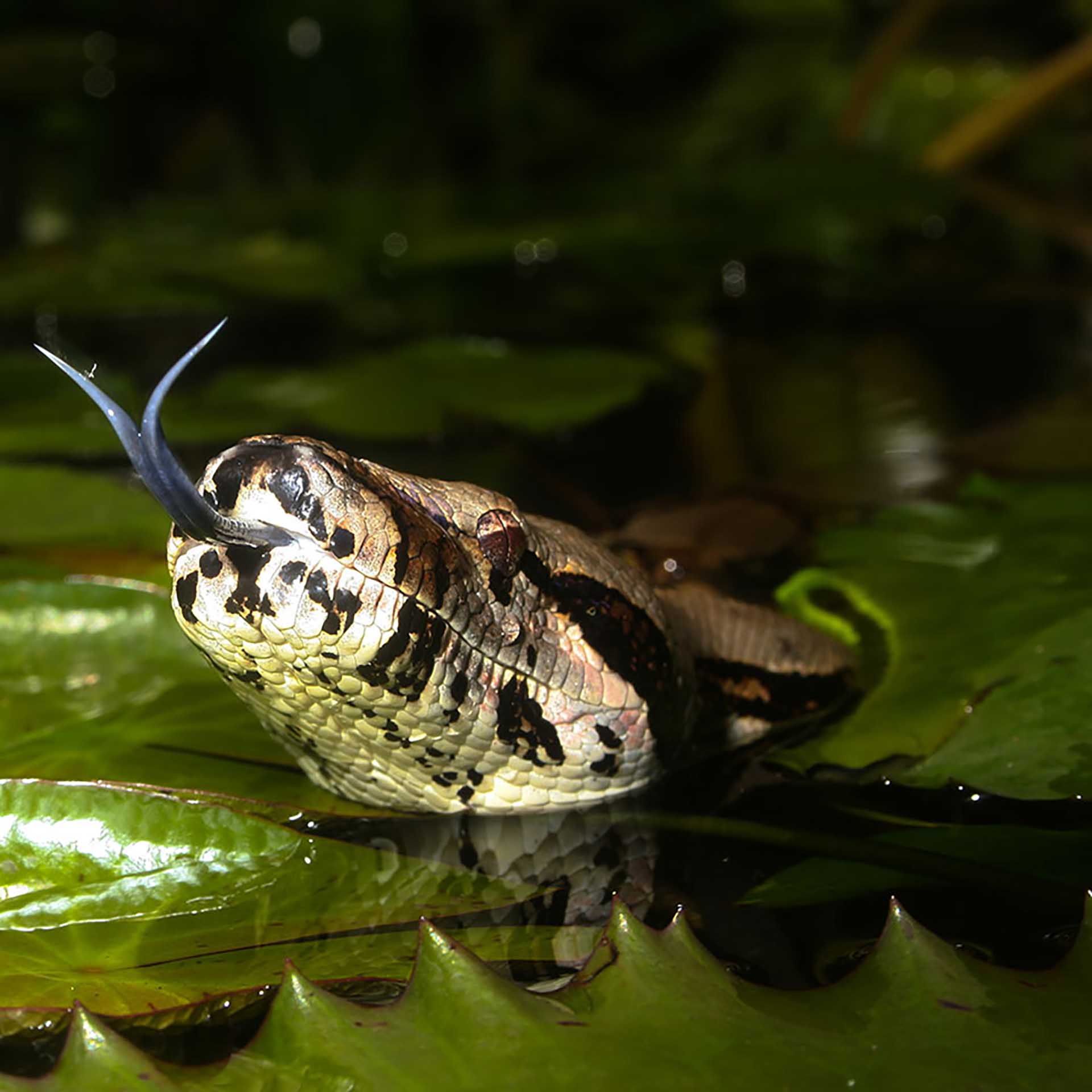 Chuckwalla (Sauromalus ater)