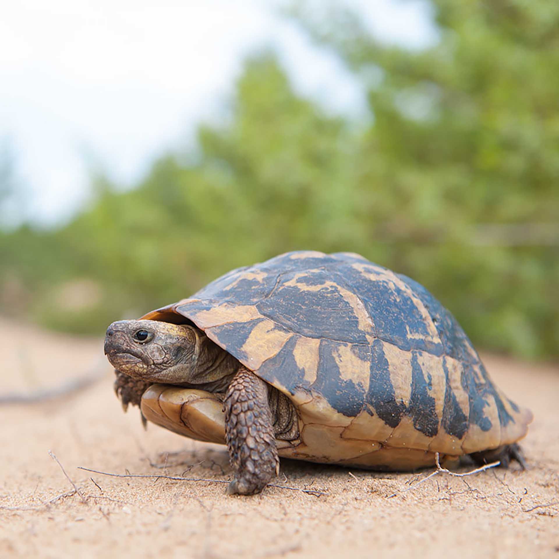 Chuckwalla (Sauromalus ater)