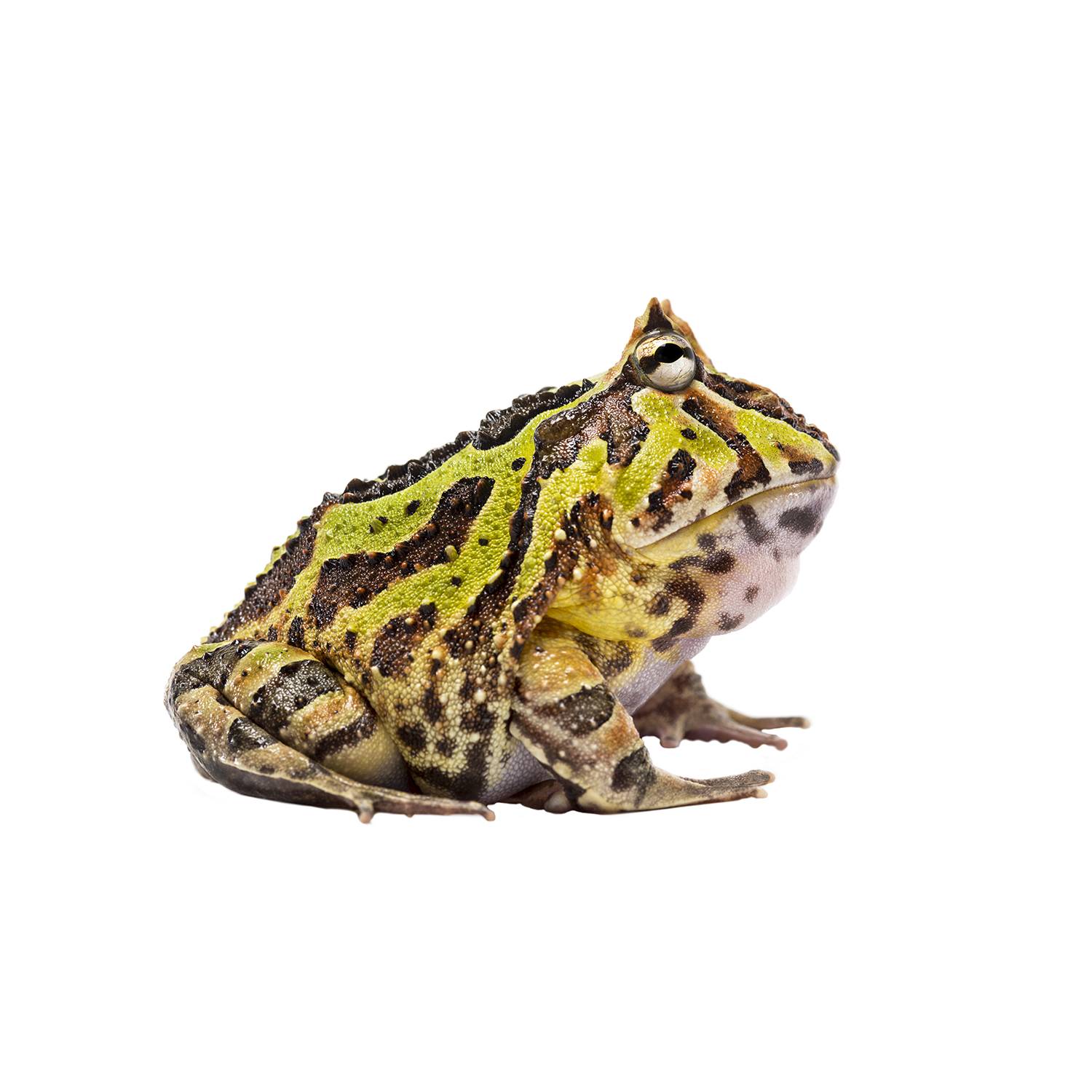 Ornate Horned Frog