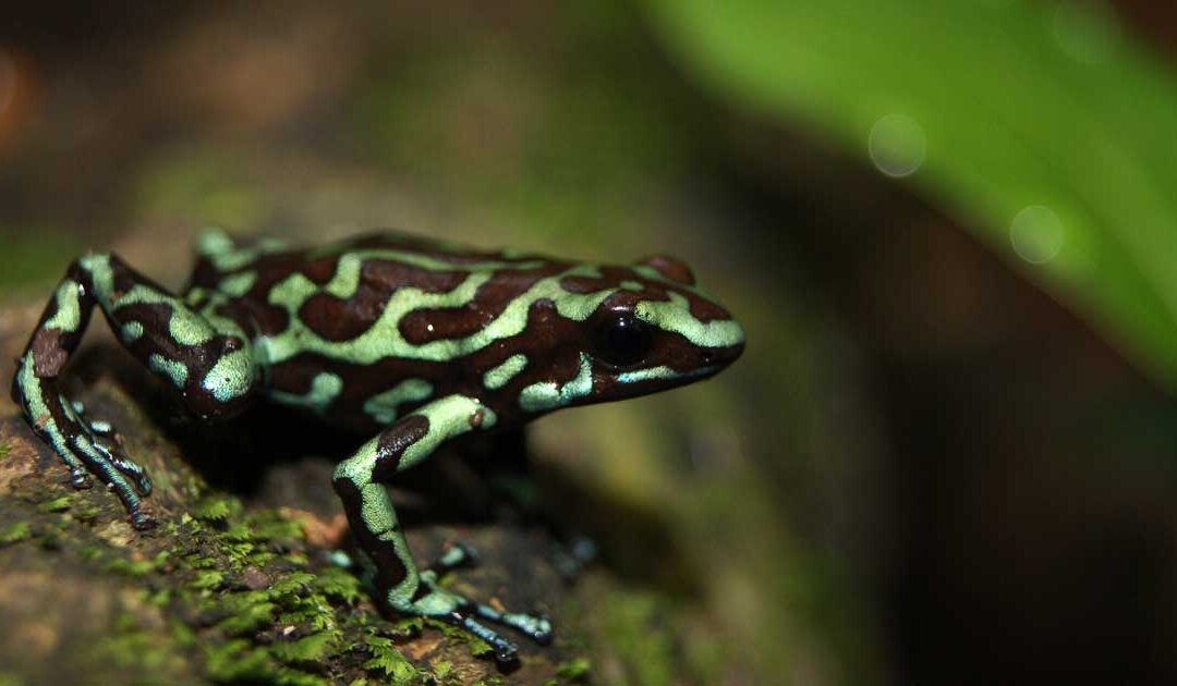 Dendrobates auratus