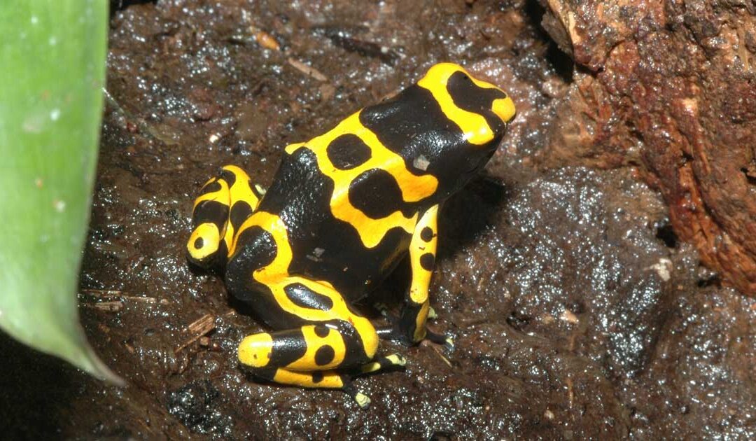 Dendrobates leucomelas