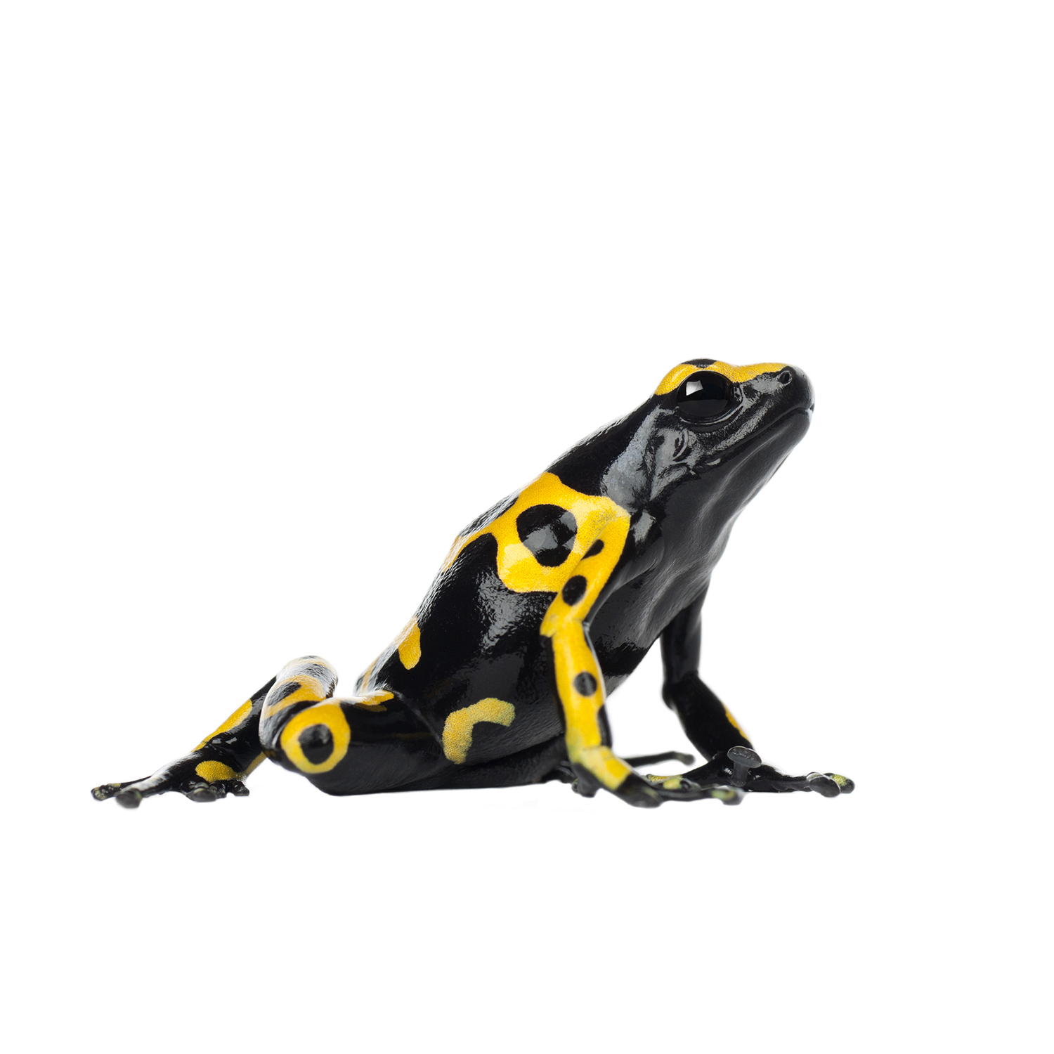 Keeping Poison Dart Frogs as Pets and Bioactive terrarium maintenance – The  Bio Dude
