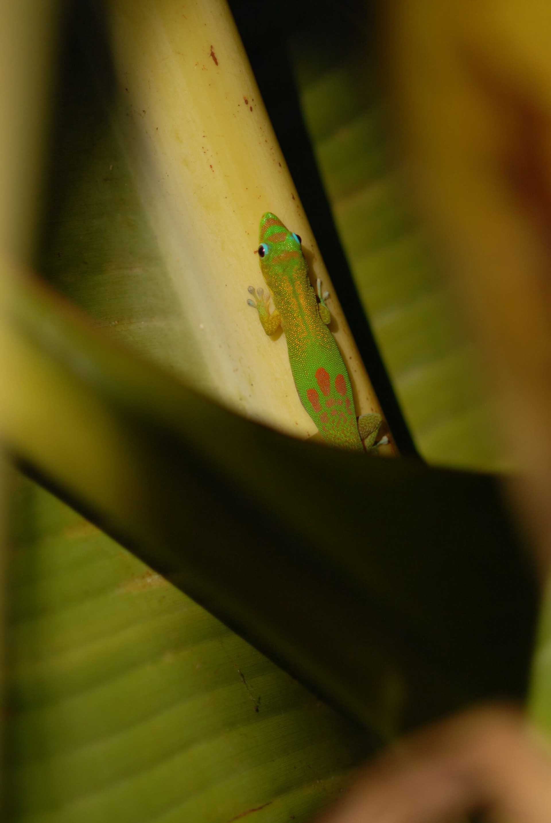 Jewels of the bamboo forest III