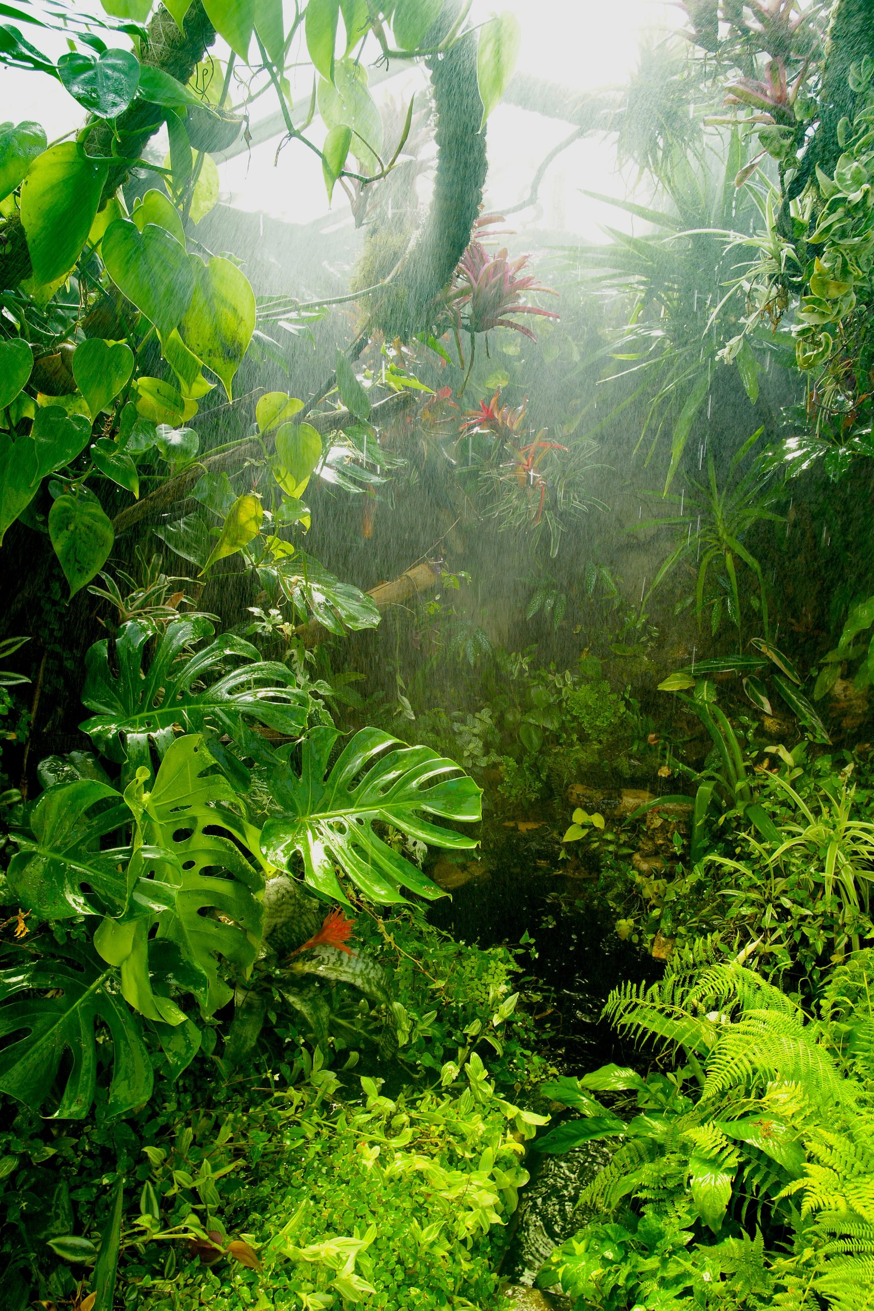 Fog in a tropical environment
