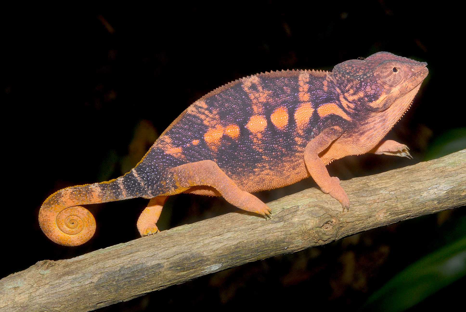 Gravid Furcifer pardalis female in typical coloration