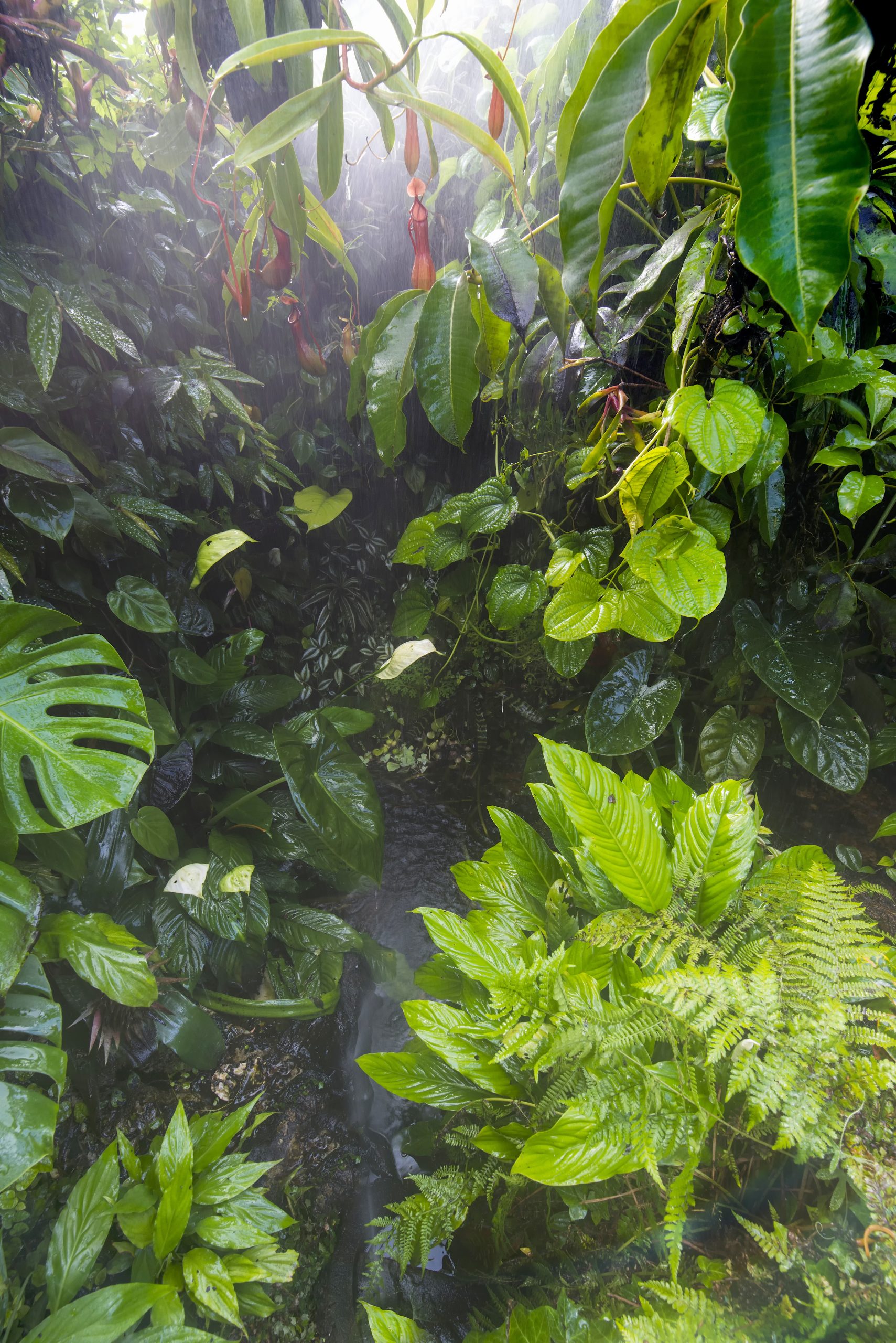 Tropical Plants in a high humidity environment