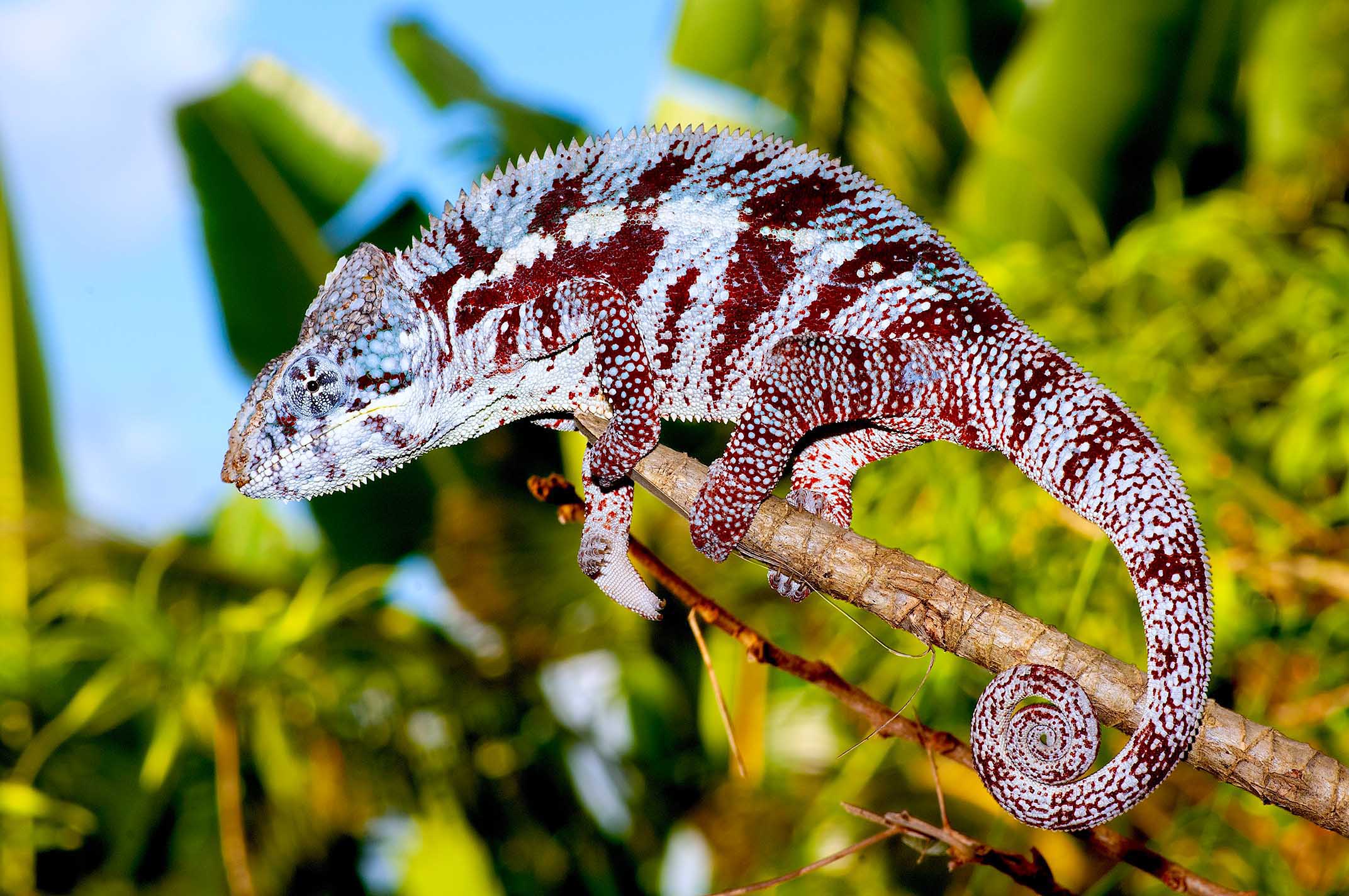 Furcifer pardalis from Nosy Boraha
