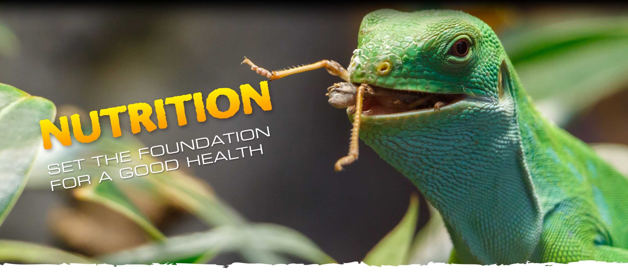 Nutrition