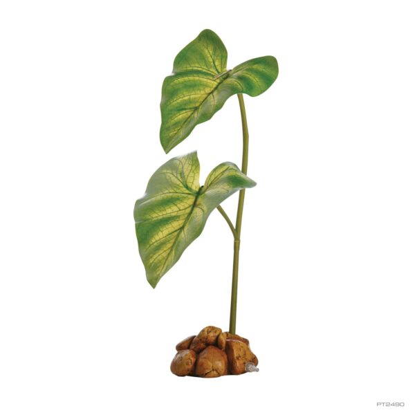 Dripper Plant Large