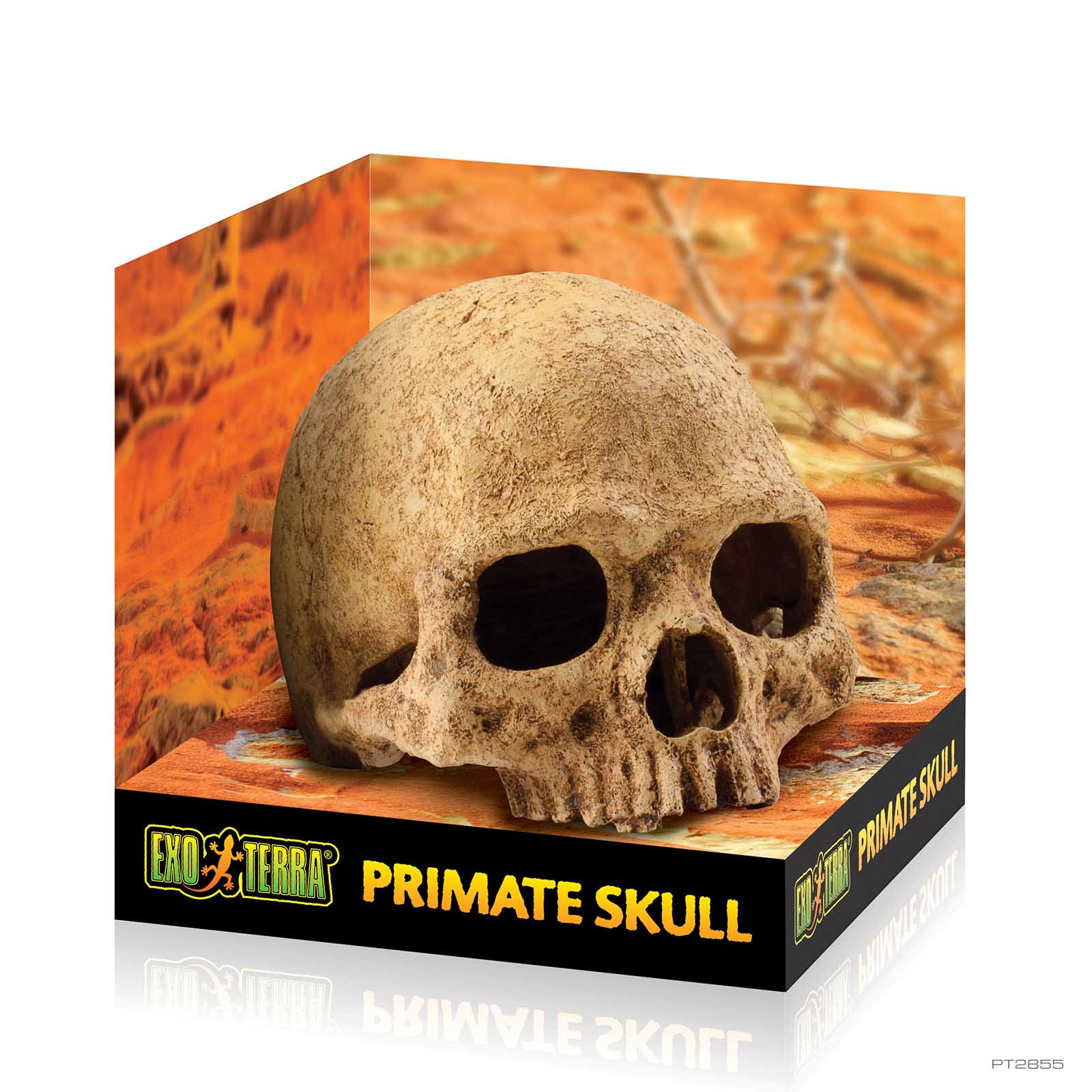 レイアウト用品 Crocodile Buffalo Primate skull Primate Skull