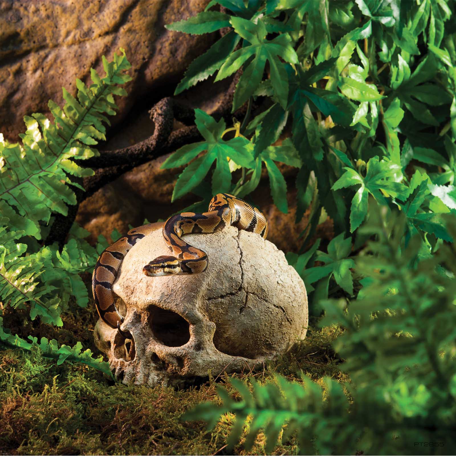レイアウト用品 Crocodile Buffalo Primate skull Primate Skull
