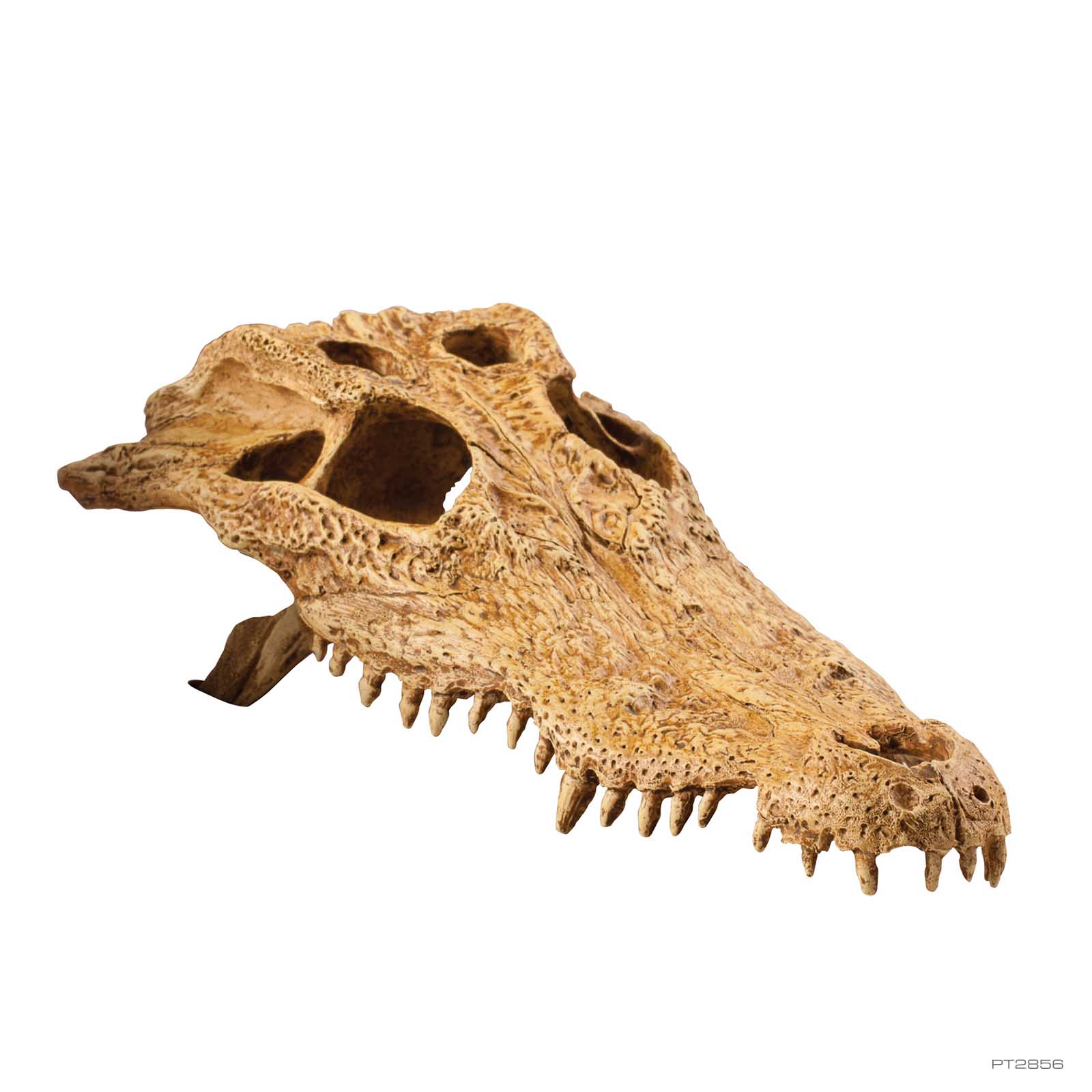 レイアウト用品 Crocodile Buffalo Primate skull PT2856_02.jpg?lossy=0&strip=0&