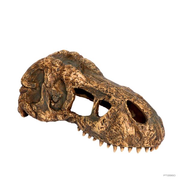 calma store 38kt Skelton Tortoise 新品 Amazon.com: TURTLE SKELETON : Home & Kitchen