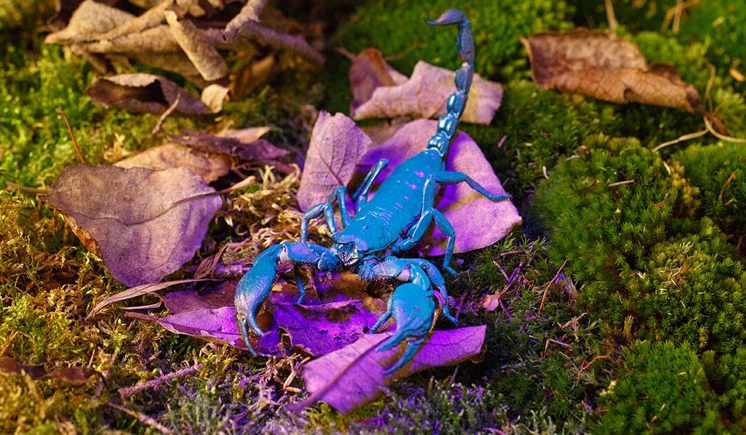 Emperor Scorpion