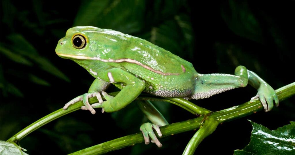 Amazon Milk Frog