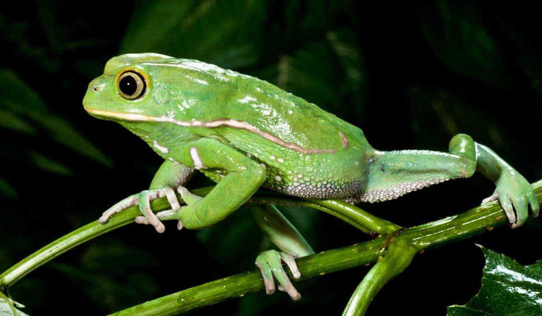 Phyllomedusa sauvagii