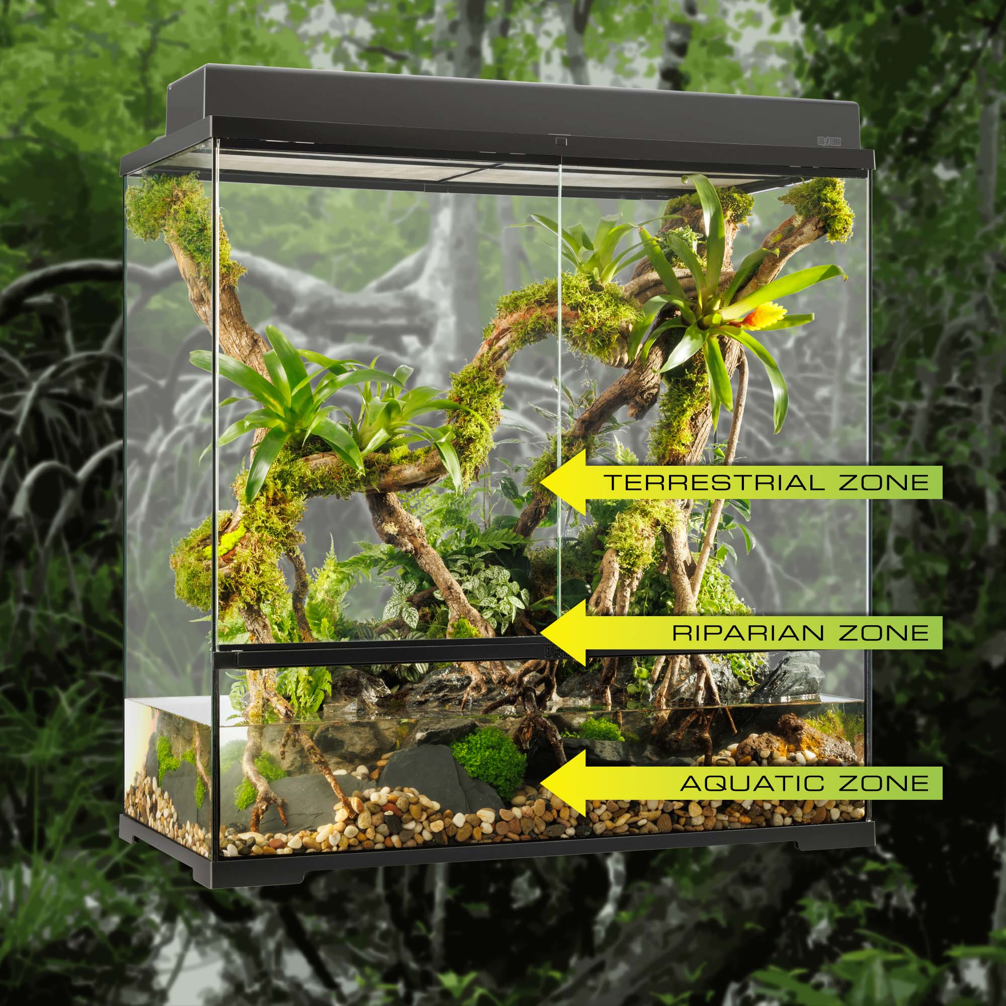 Paludarium: Combine the best of two worlds!