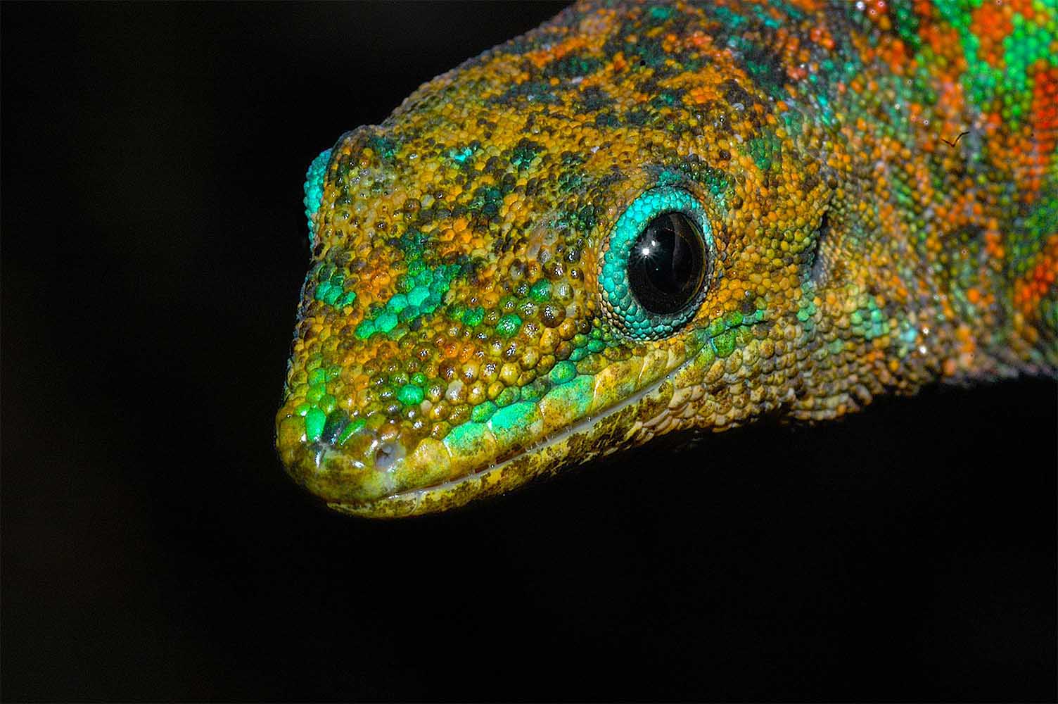 Phelsuma borbonica mater from Basse-Vallée