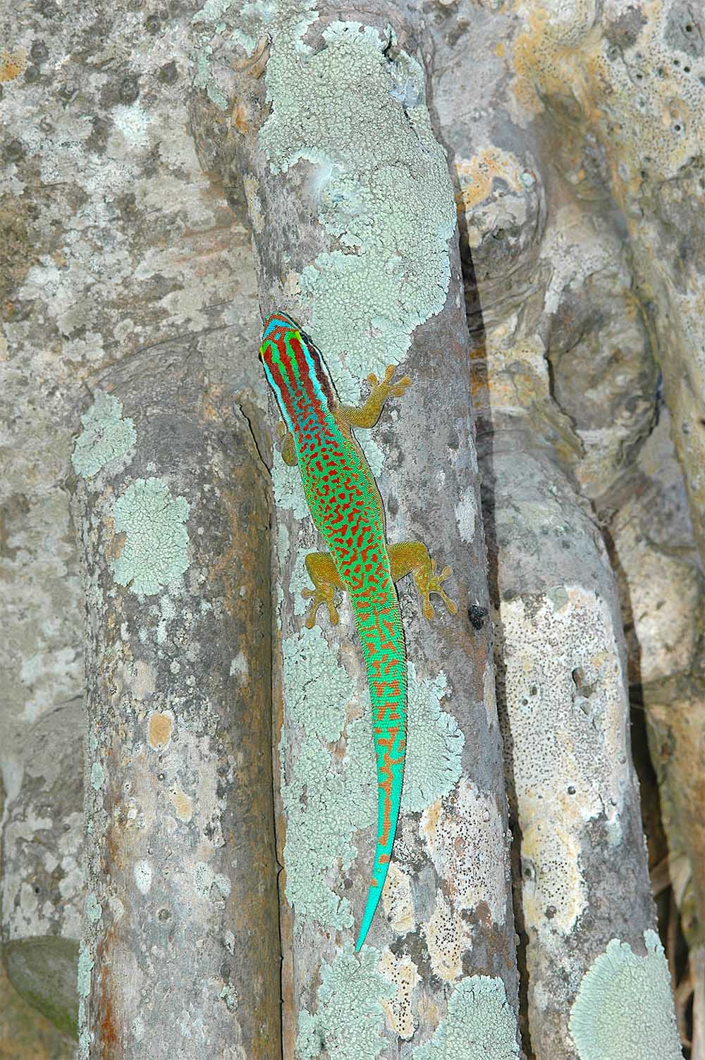 Phelsuma inexpectata on Pandanus utilis