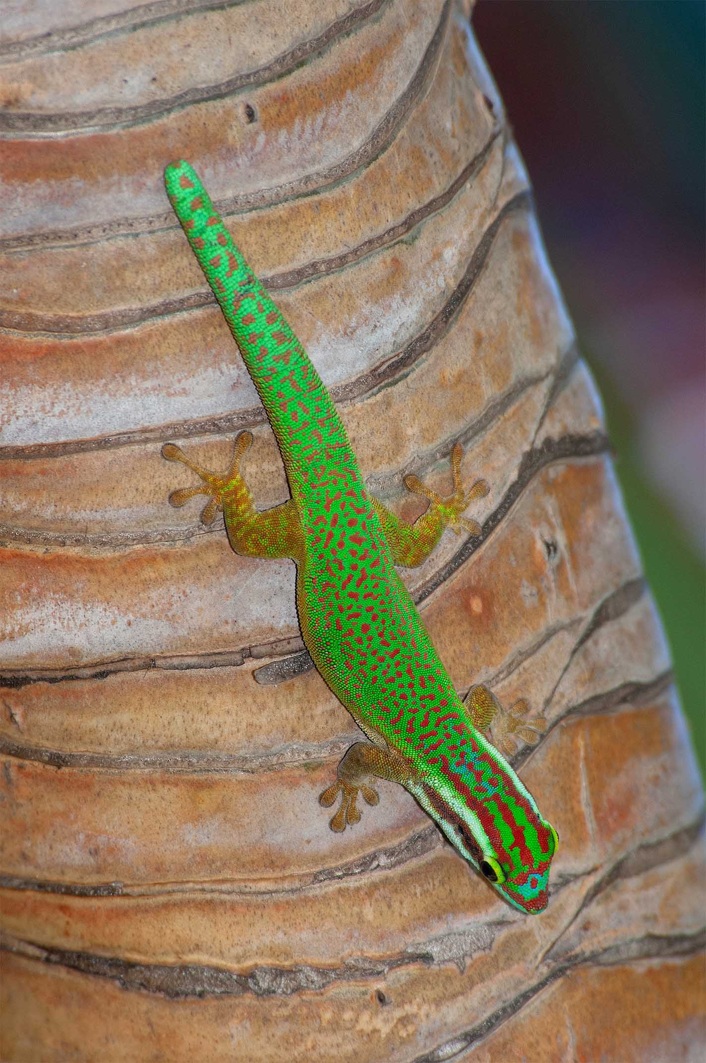 Phelsuma inexpectata Petite-Île