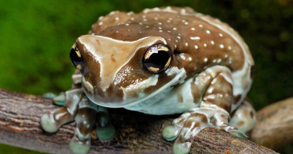 Frogs & Toads - Exo Terra