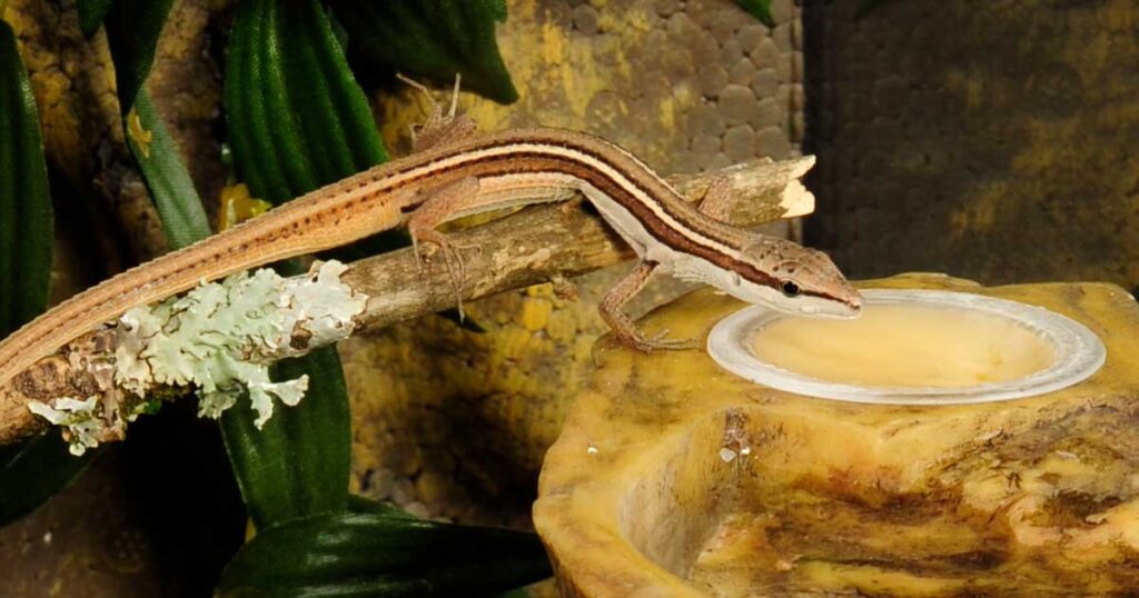Takynodromo sexlineatus eating from a Exo Terra Canopy Combo Dish