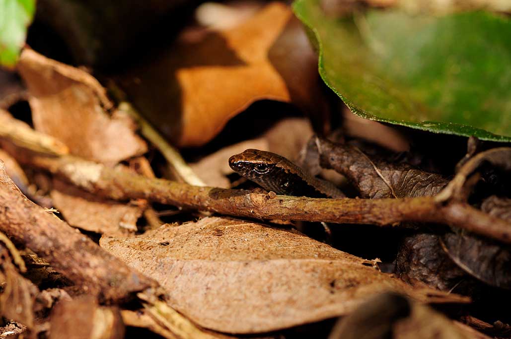 Natural Substrates