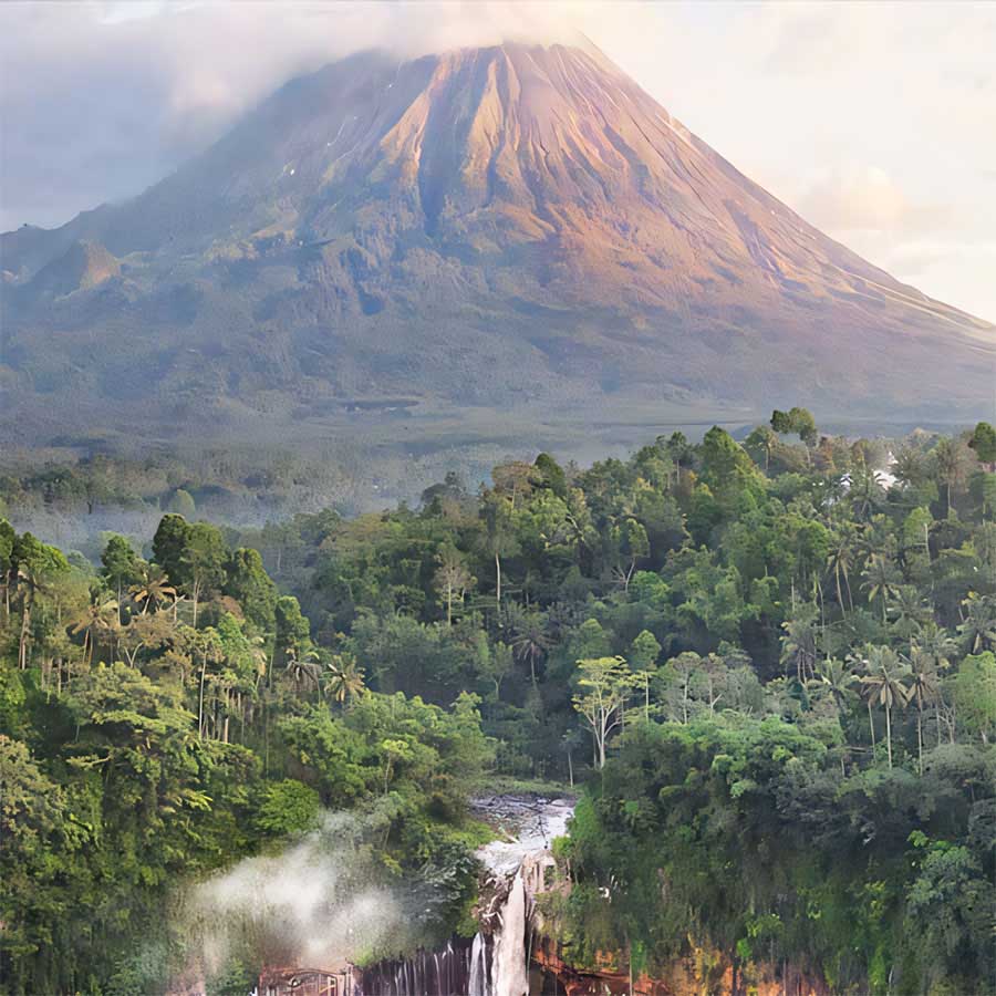 Chuckwalla (Sauromalus ater)