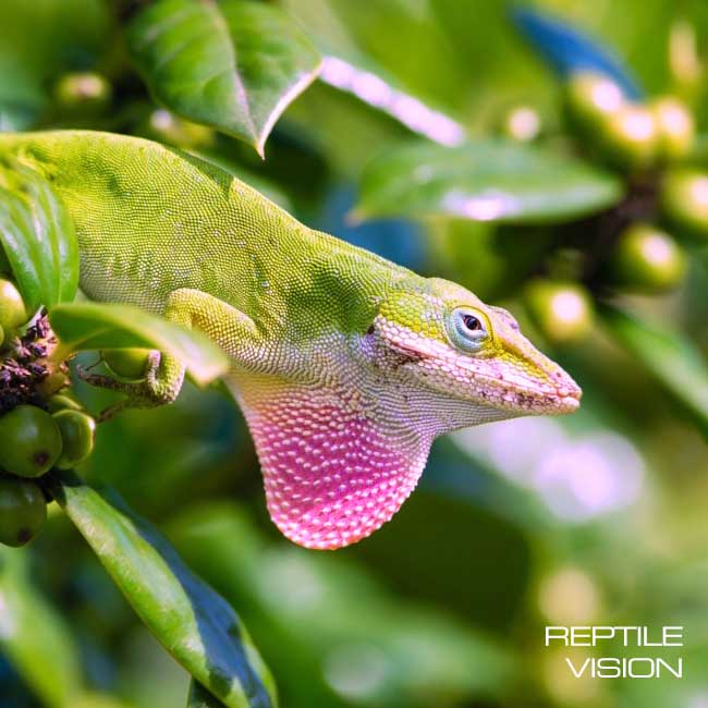 Reptile Vision