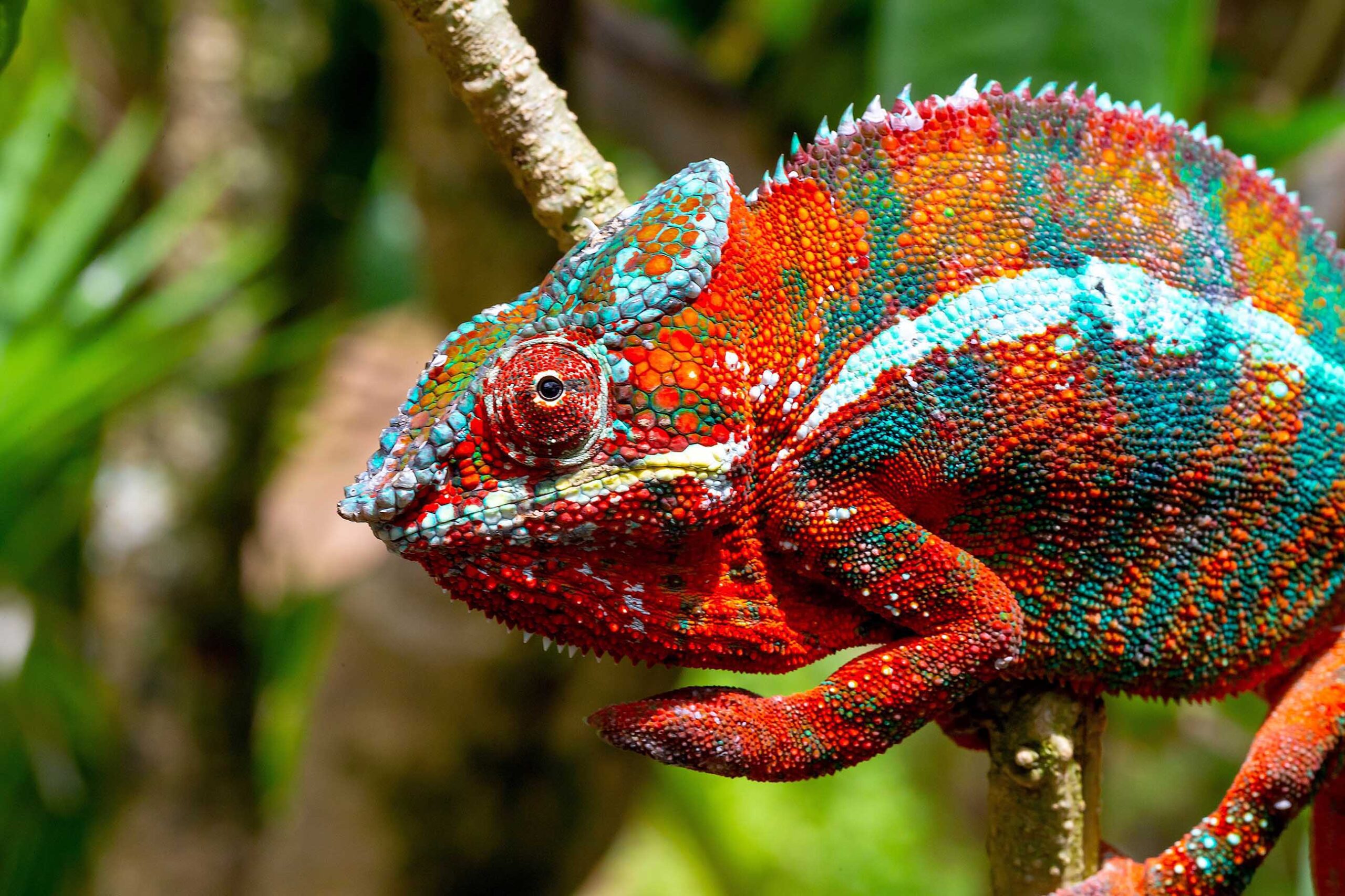 Furcifer pardalis from Ambilobe (Northwest Coast)