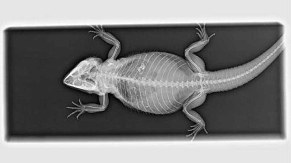 Photo inspiration: Preventing Metabolic Bone Disease In Snakes Reference: Reptile Uvb Nano 9W